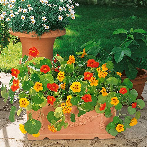 Outsidepride Tropaeolum Nasturtium Flower Seed Mix Climbing Dwarf - 1 Lb #TOP1
