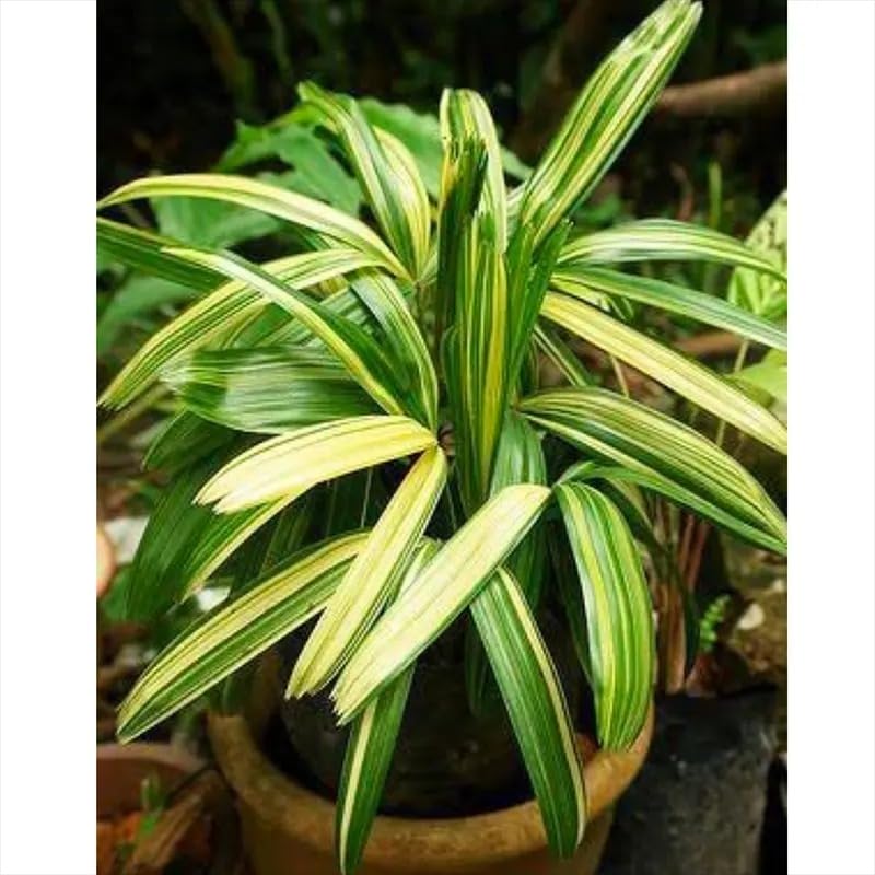 Mphmi Seedless Plant Indoor Plants Varigated Rhapis Excelsa (Variegated Lady Palm)
