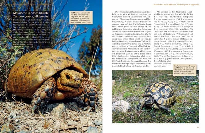 Das Schildkrötenjahr: Freilandbiologie und Haltung europäischer Landschildkröten über den Jahresverlauf (Terrarien-Bibliothek)
