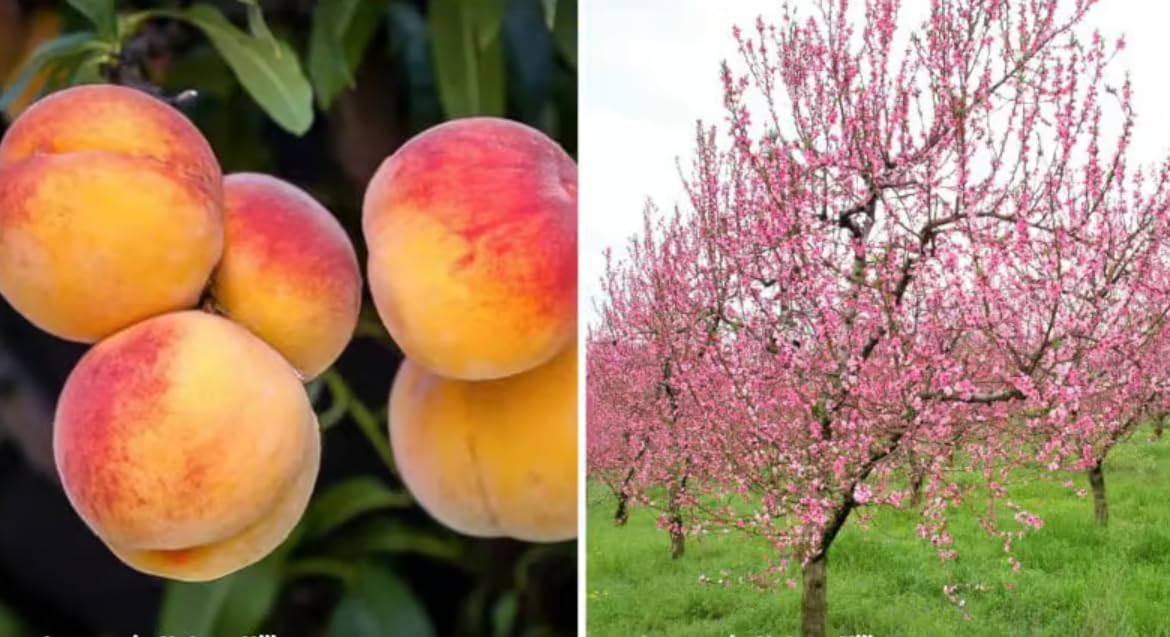 Fruit Tree Peach Fruiting Outdoor Fruit - Prunus persica- Plum Potted Tree in 18 cm Pot - Winter Hardy Fruiting