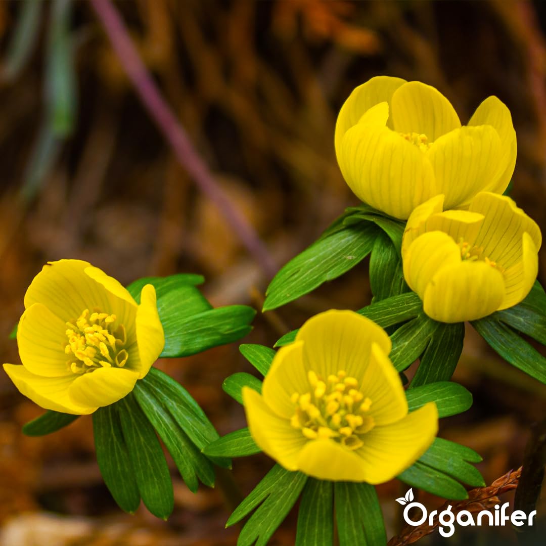 Fertilizante Líquido - 4x1L - Para Floración Precoz - NPK 3-4-3 | Plantas Vigorosas Y Floración Duradera - Organifer