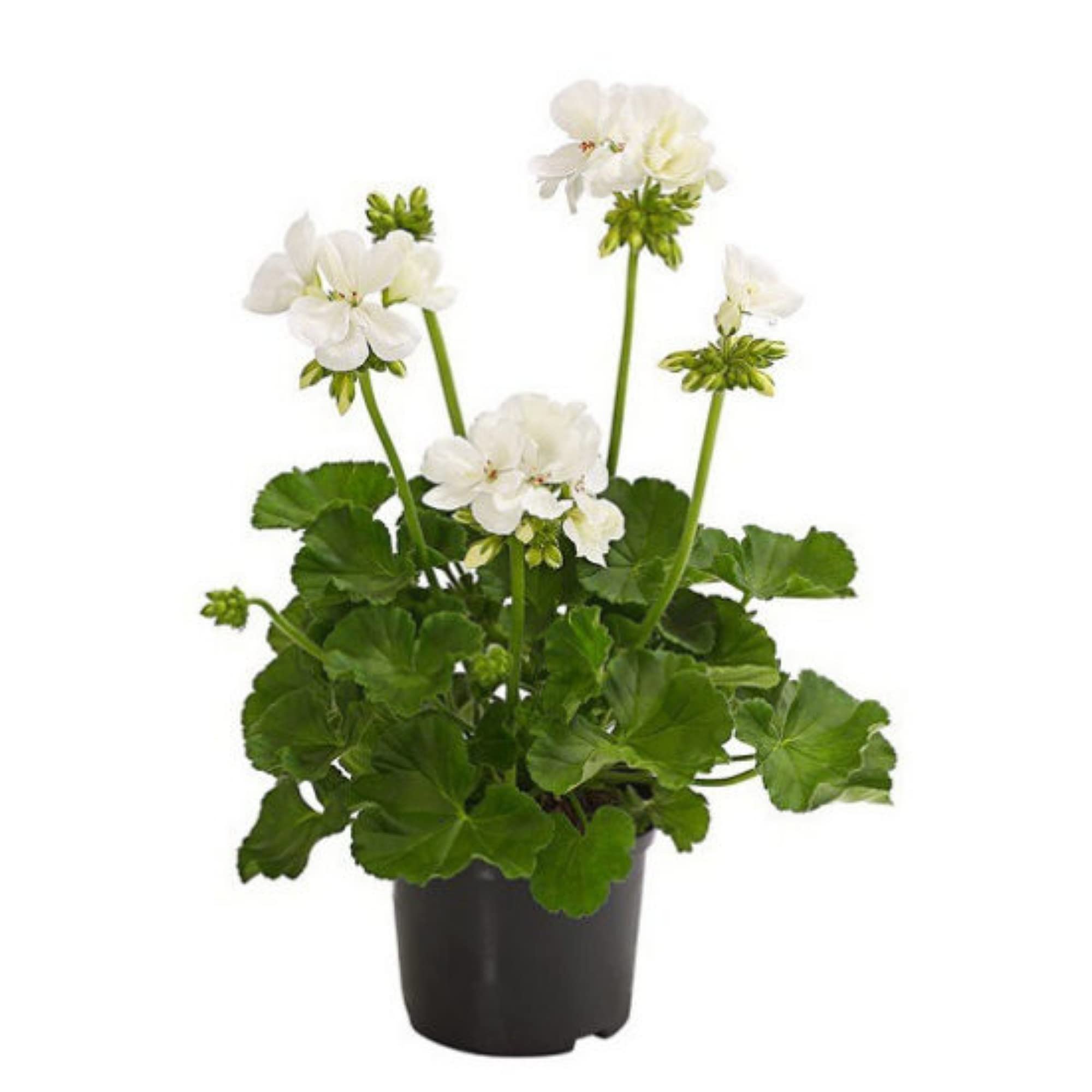 Guruji Plantation Geranium Plant Indoor Plant For Home and Garden with Pot (Pack of 1) (White) (B0BWYS8H52) Amazon Price History, Amazon Price Tracker