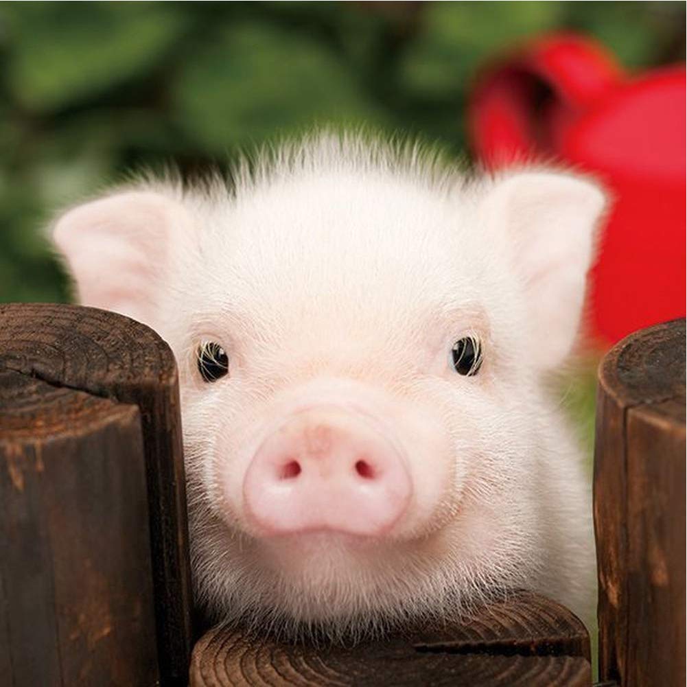 WOWDECOR 5D Diamond Painting Kits, White Small Pig Animals Full Drill DIY Diamond Art Cross Stitch Paint by Numbers
