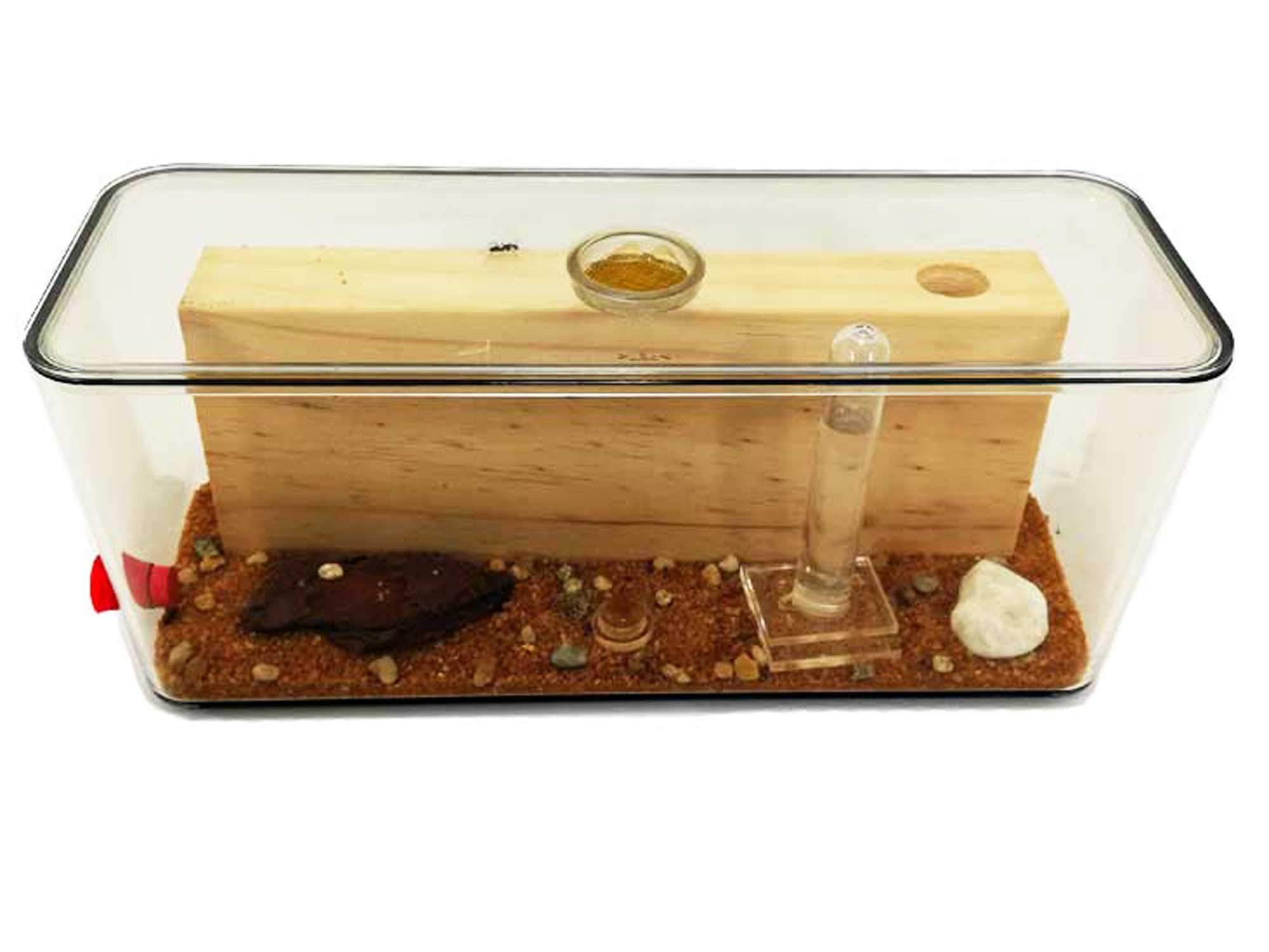 Kit fourmilière pédagogique Cube Moyen avec galeries en Bois (avec des Fourmis incluses)