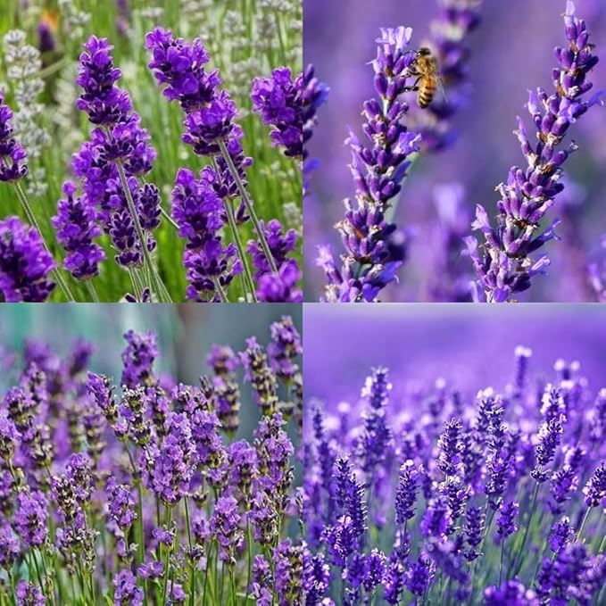 Image of Lavender Flower Seeds Premium Fragrant Herb Seeds for Garden, Pots & Borders - Easy to Grow, Pollinator-Friendly, High Germination (Pack Of 30 Seed)