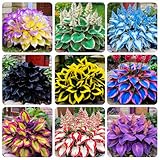 220+ Mixed Rare Hosta Seeds for Planting-Attract Pollinators Perennial Garden Decoration
