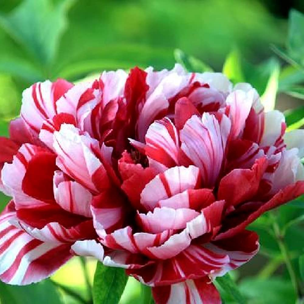 4 Bulbi Di Peonia Albero Paeonia Suffruticosa - Piante Perenni Resistenti Per Giardino O Vaso - Foto 7