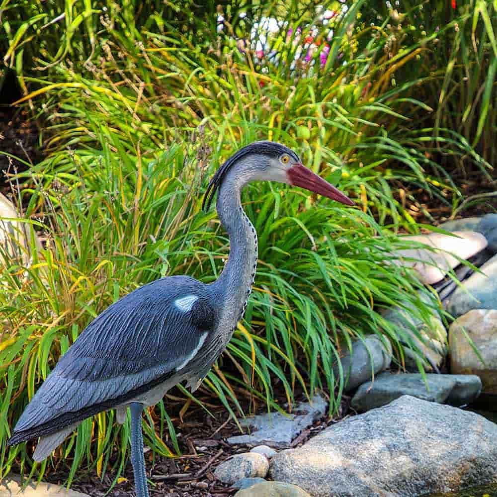 The Pond Guy Blue Heron Decoy Pond Decor Sports & Outdoors