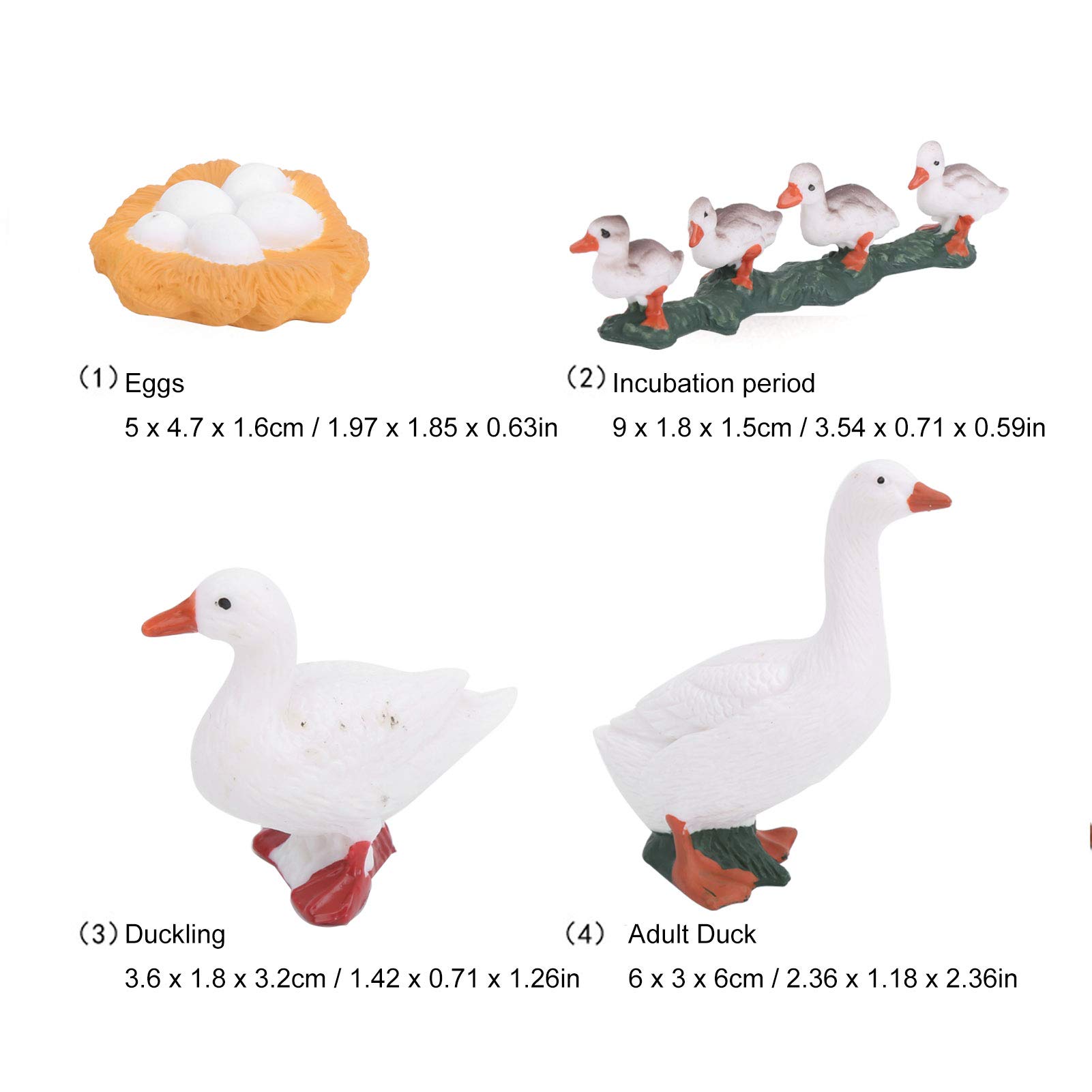 4 Stage Growth Cycle Model Animal Duck Life Cycle Children Educational Toy (A), Default - Image 4