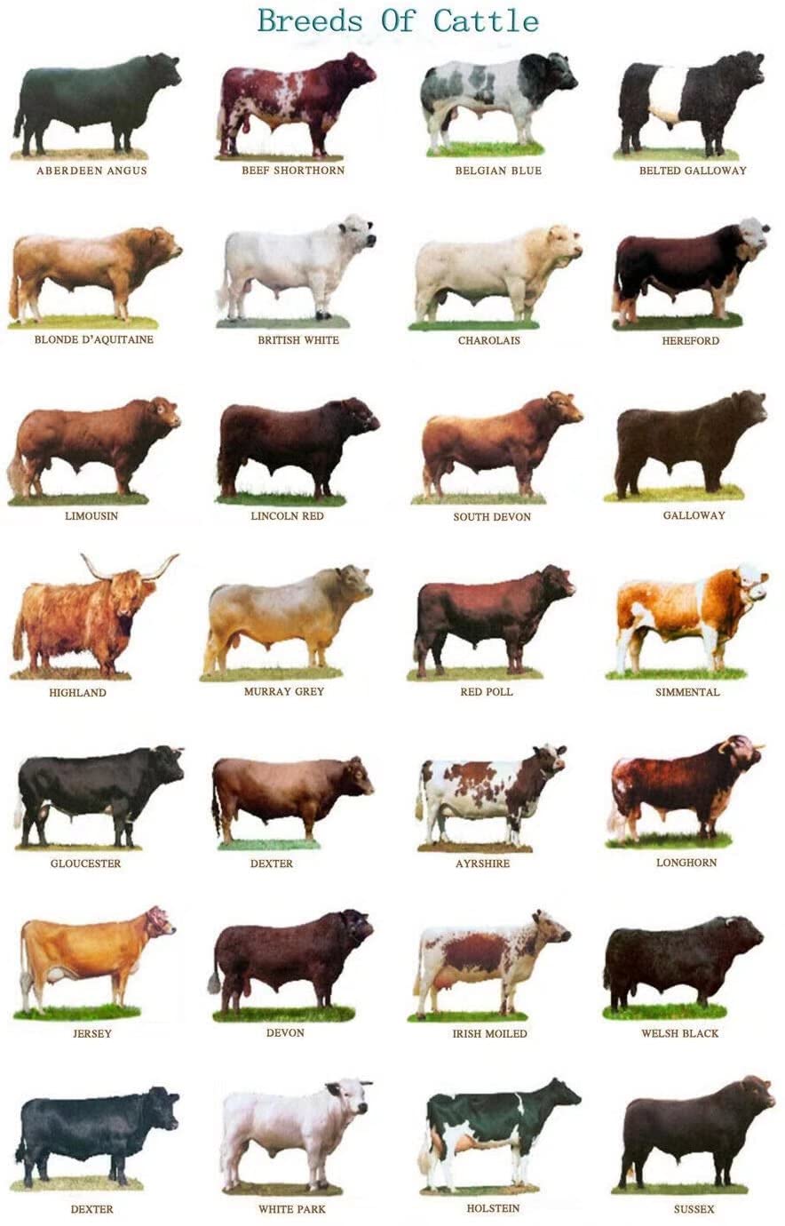 GUANYU Breeds of Cattle Knowledge Metal Tin Sign,Vintage Wall Decor Retro Art Sign Funny Decor for Home Bar Pub Cafe Farm Room Metal Poster 8x12 Inch