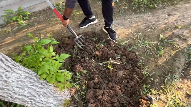 Juego de 2 tenedores para jardín de acero forjado miniatura 7
