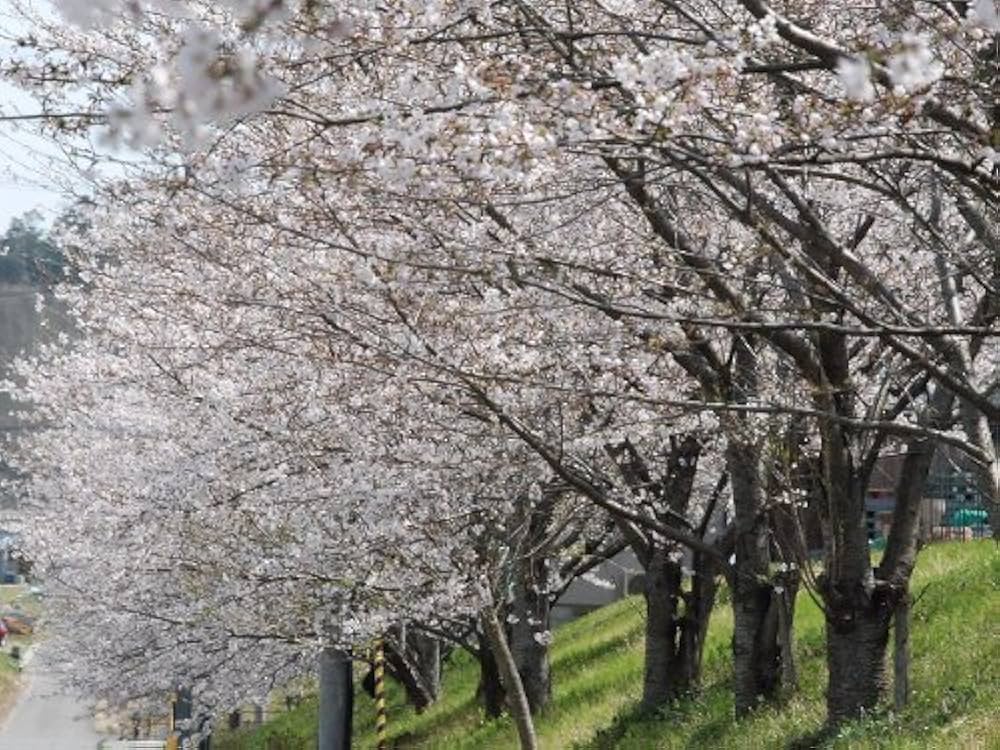 Amazon | 桜 苗木 染井吉野(ソメイヨシノ)1年生 接ぎ木 苗。 庭木 | 植木 Amazon | 桜 苗木 染井吉野(ソメイヨシノ)1年生 接ぎ木 苗。 庭木 | 植木