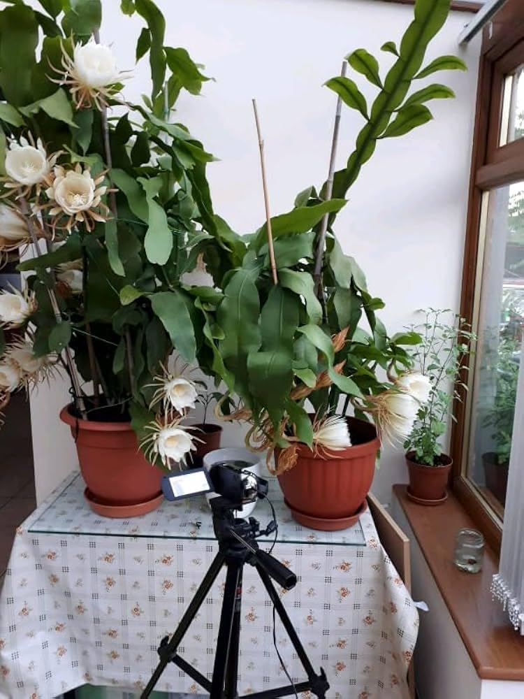 Brahma kamalam plant original big 1 live plant (B0DCSWG7HD) Amazon Price History, Amazon Price Tracker