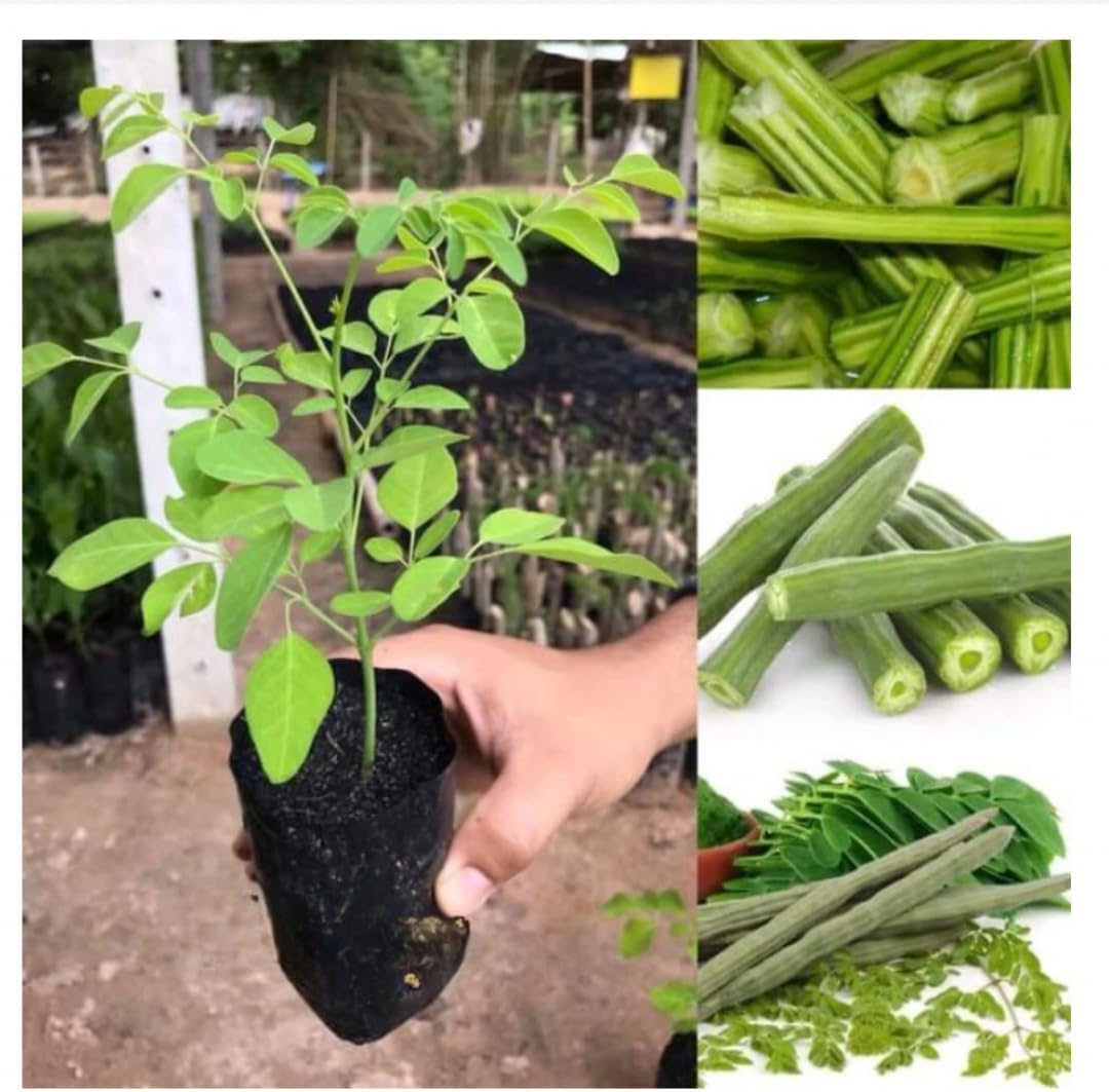 Malunggay Plant Live in Pot, 1 Moringa Oleifera Drumstick Horseradish Tree 6"-8" Tall from Bottom Pot for Planting