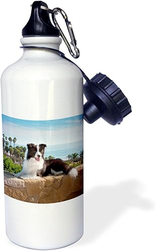 3dRose "A Border Collie dog US05 ZMU0102 Zandria Muench Beraldo" Botella de agua deportiva, 21 onzas, color blanco