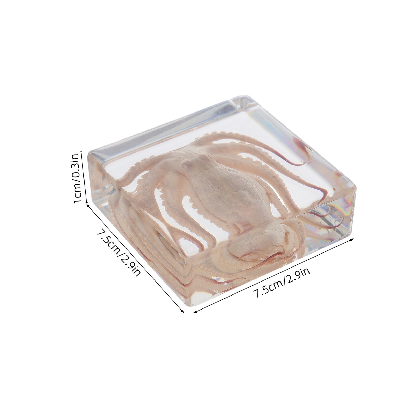 Specimen Design Creativo di Polpo in Resina per Educazione Scientifica e Aspetto Realistico 3" X 3" Decorazione da Scrivania per Ufficio e Collezione