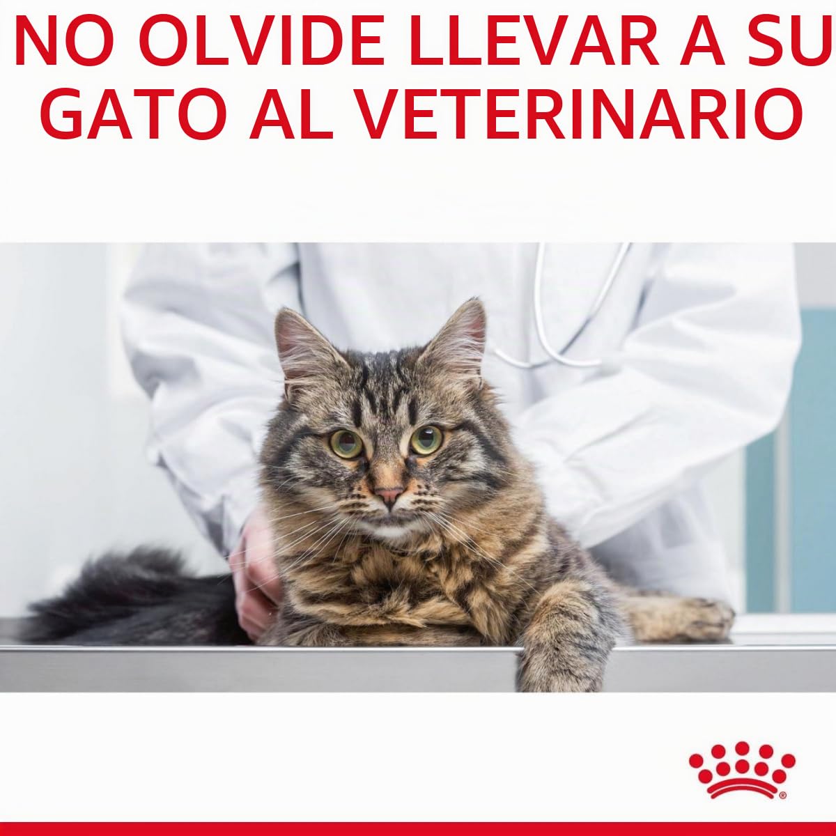 Royal Canin Feline Hair & Skin 33-4000 gr