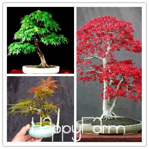Japanese Red Maple Bonsai Tree Cheap Seeds, mini bonsai Seeds, 50