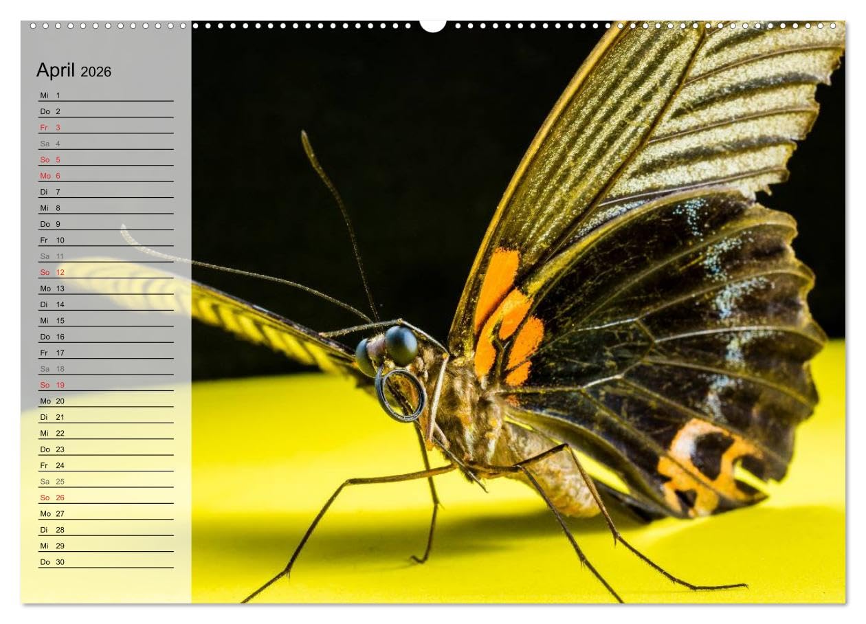 Die geheimnisvolle Welt der Insekten (hochwertiger Premium Wandkalender 2026 DIN A2 quer), Kunstdruck in Hochglanz: Faszinierende Nahaufnahmen von verschiedenen Insekten (CALVENDO Tiere)