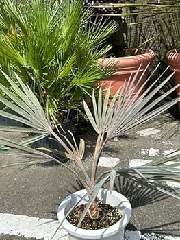 Amazon.co.jp: ヤシの王様 ビスマルキア （シルバーグリーン系リーフ