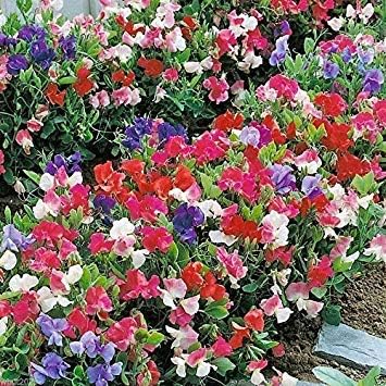 Anual Sweet Pea "rodilla alta Mix" Sweet Peas excelentes para cortar las flores.