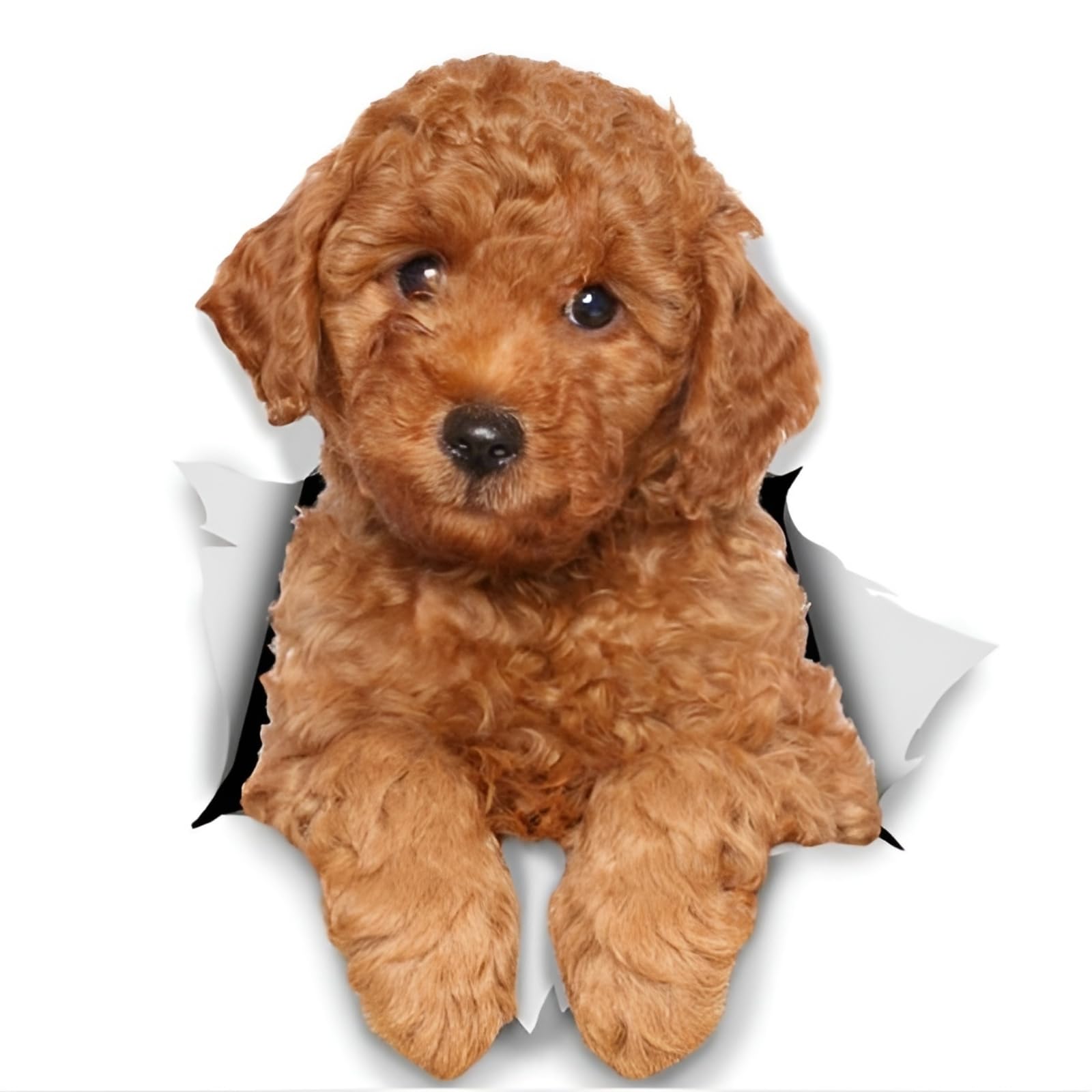 Autoaufkleber Pudel Aufkleber 18cm(7.1 Inch) Poodle Car Sticker 3D Zerrissen Autoaufkleber Pudel Reflektierende Aufkleber Stoßstange Lustig Dekor Wasserdichte Sticker