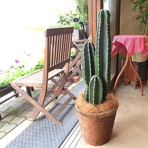 Amazon 柱サボテン 8号鉢サイズ 鉢植え 観葉植物 オンライン通販