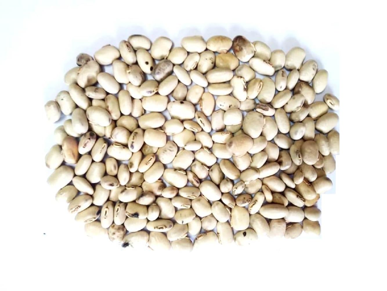 vinarghya – White Kaunch Seed/Safed Kaunch Beej/Mucuna Pruriens/Kapikachchhu/Konch/Gonca/Kavach/Tatgajuli/Banar Kakua/Naikuruna/Baikhujnee/Poonaikkali/Doolagondi – 200gm 3