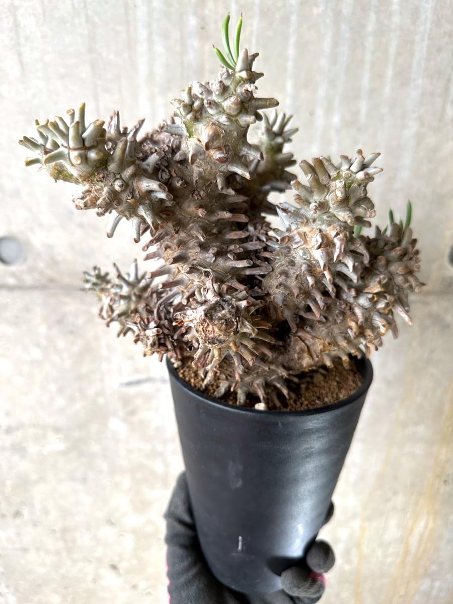 Amazon｜【現品限り】チレコドン・ワリチー 発根済み【K59】 Tylecodon