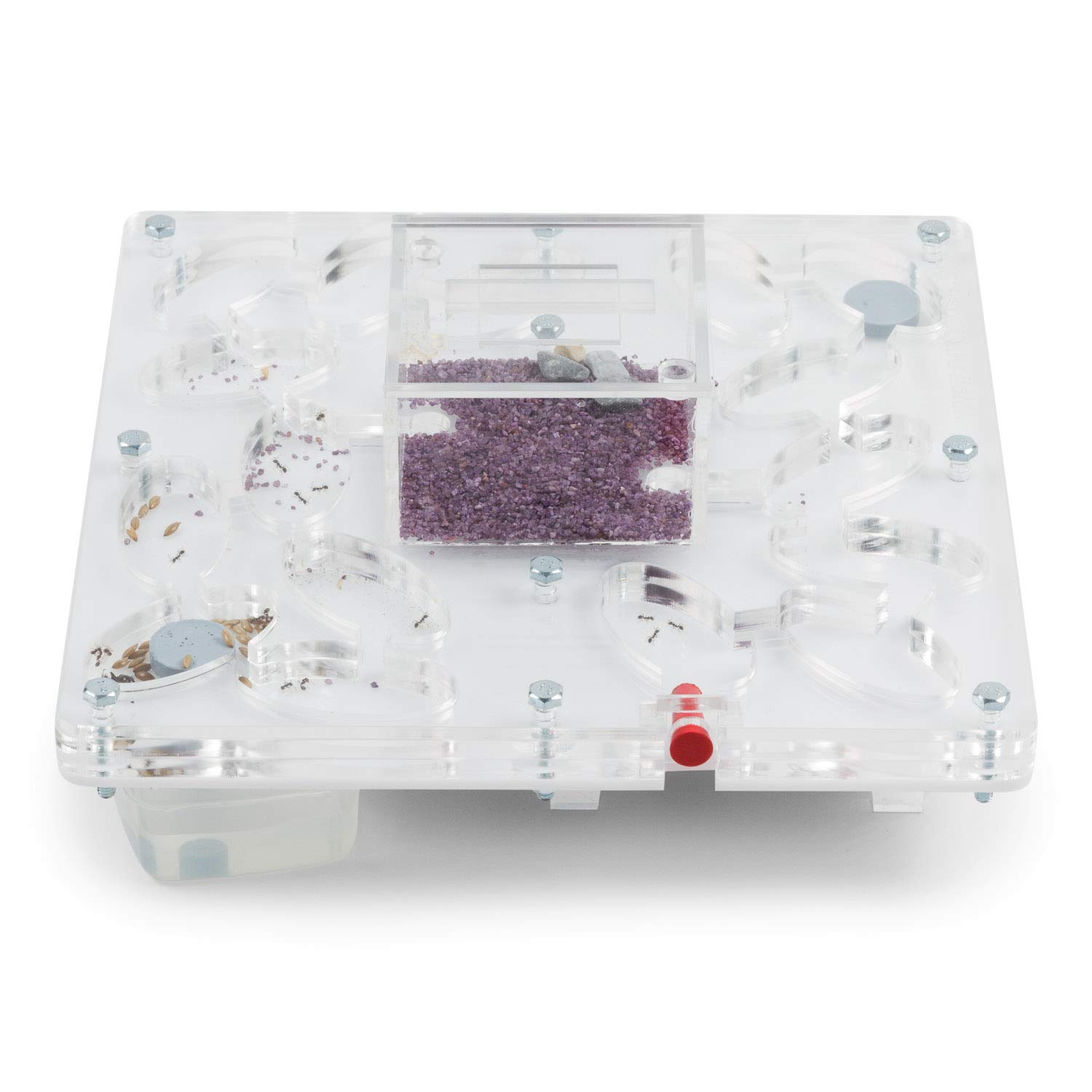 AntHouse.es - Hormiguero Acrílico Hori-Acri 20x20x1,5 cm | Depósito de Agua y Zona de Forrajeo | Tipo Seta | Hormigas Incluidas