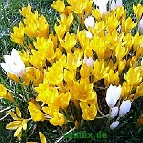 Blumenzwiebeln Krokuszwiebeln Crocus-Sortiment gelber Krokus-Teppich (150 Blumenzwiebeln)