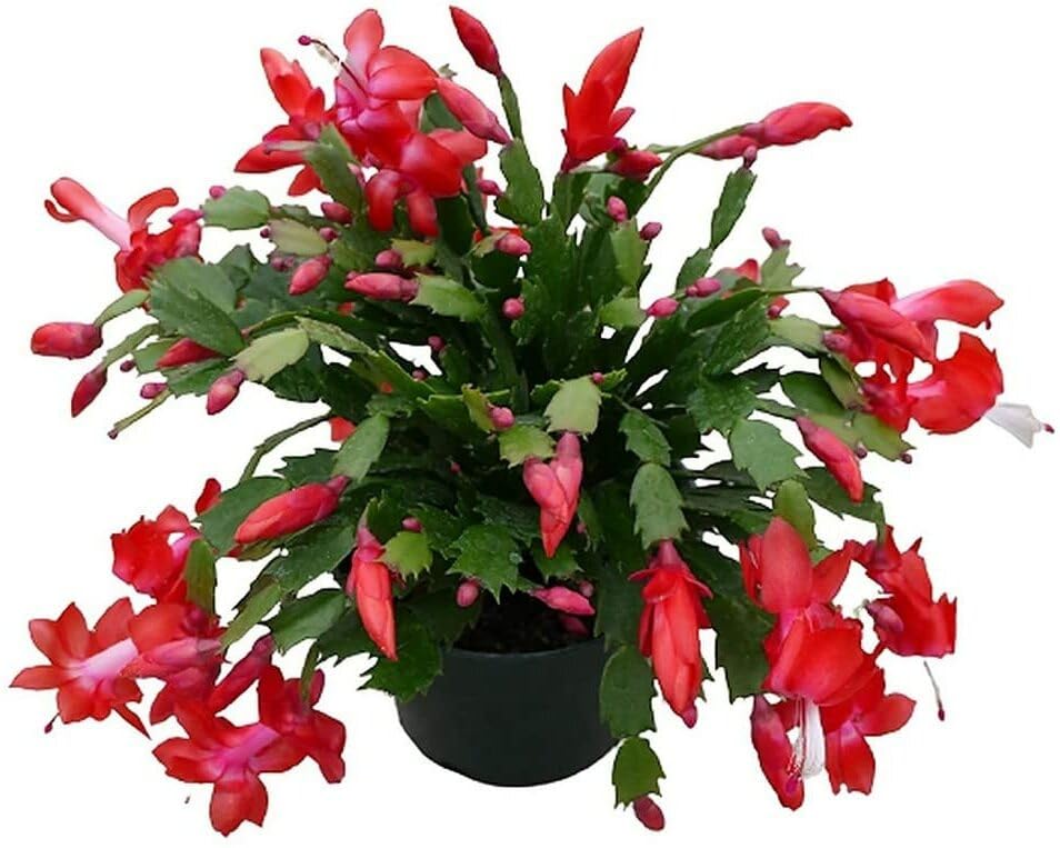 Heaven Of Saplings Christmas Cactus Plant (Pack Of 1) AZ_729 (B0CG4RDW8Q) Amazon Price History, Amazon Price Tracker
