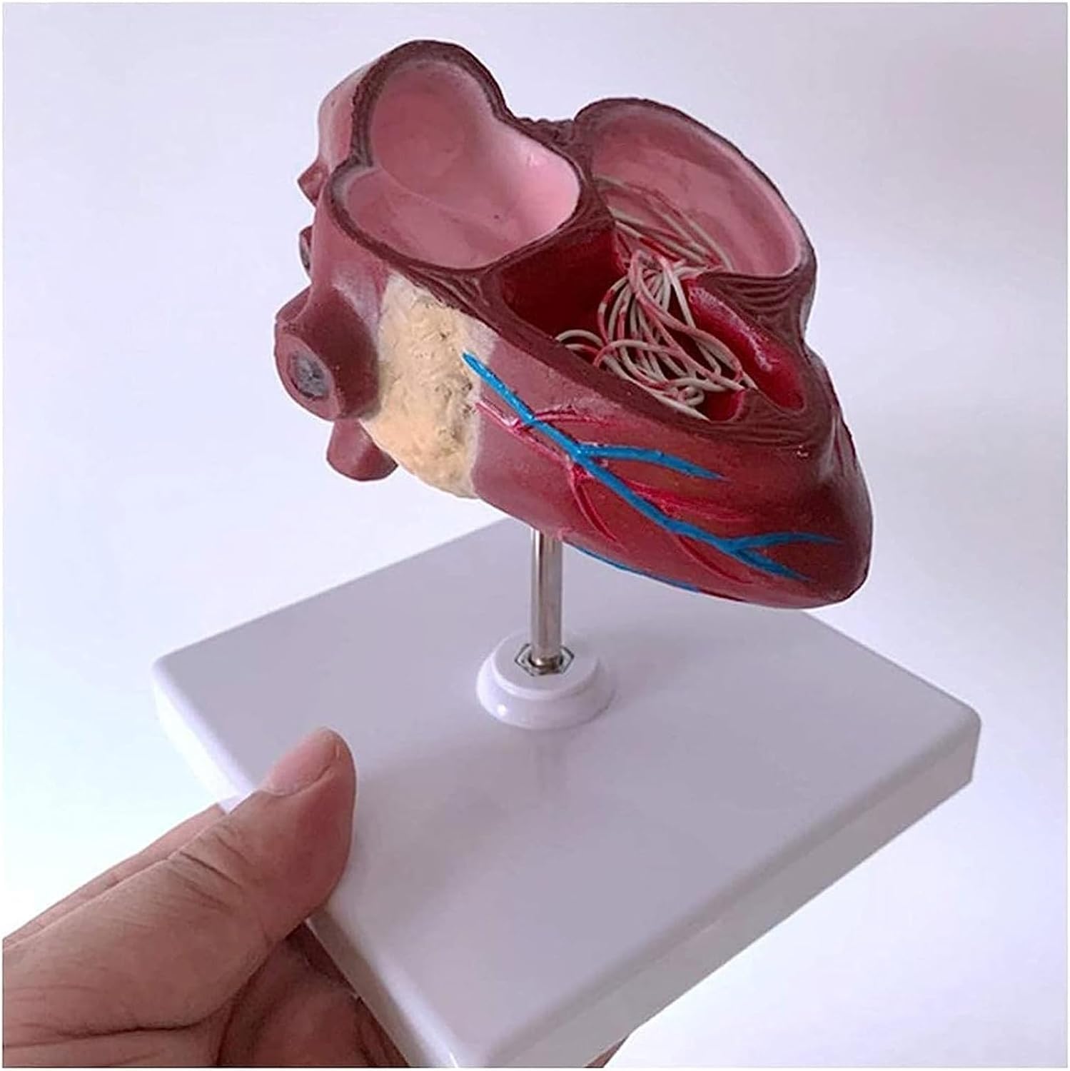 1 szt. Model anatomiczny serca psa - Model z podstawą do użytku w placówkach opieki zdrowotnej, do celów edukacyjnych i ekspozycji w klasie