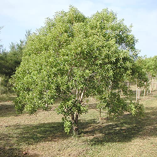 Santalum Album Seeds Indian Sandalwood Edible Evergreen Drought Tolerant Fragrant Borders Cottage Outdoor 10Pcs Tropical Tree Seeds By Yegaol Garden #TOP4