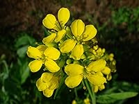 Vista 3 de Seeds Black Mustard Heirloom Vegetable for Planting Non GMO 500 Seeds