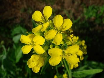 500+ Seeds Mustard - Vegetable Black