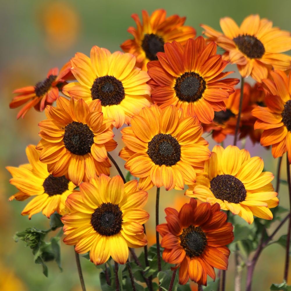 Sunflower 'Soluna Bronze' – Hardy Annual, Multi-Branching, Orange-Bronze Flowers – 1 Packet x 20 Seeds by Thompson & Morgan