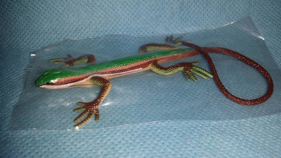 アジアのカナヘビ　爬虫類の本 アジアのカナヘビ 爬虫類の本 楽天市場】カナヘビ 本の通販