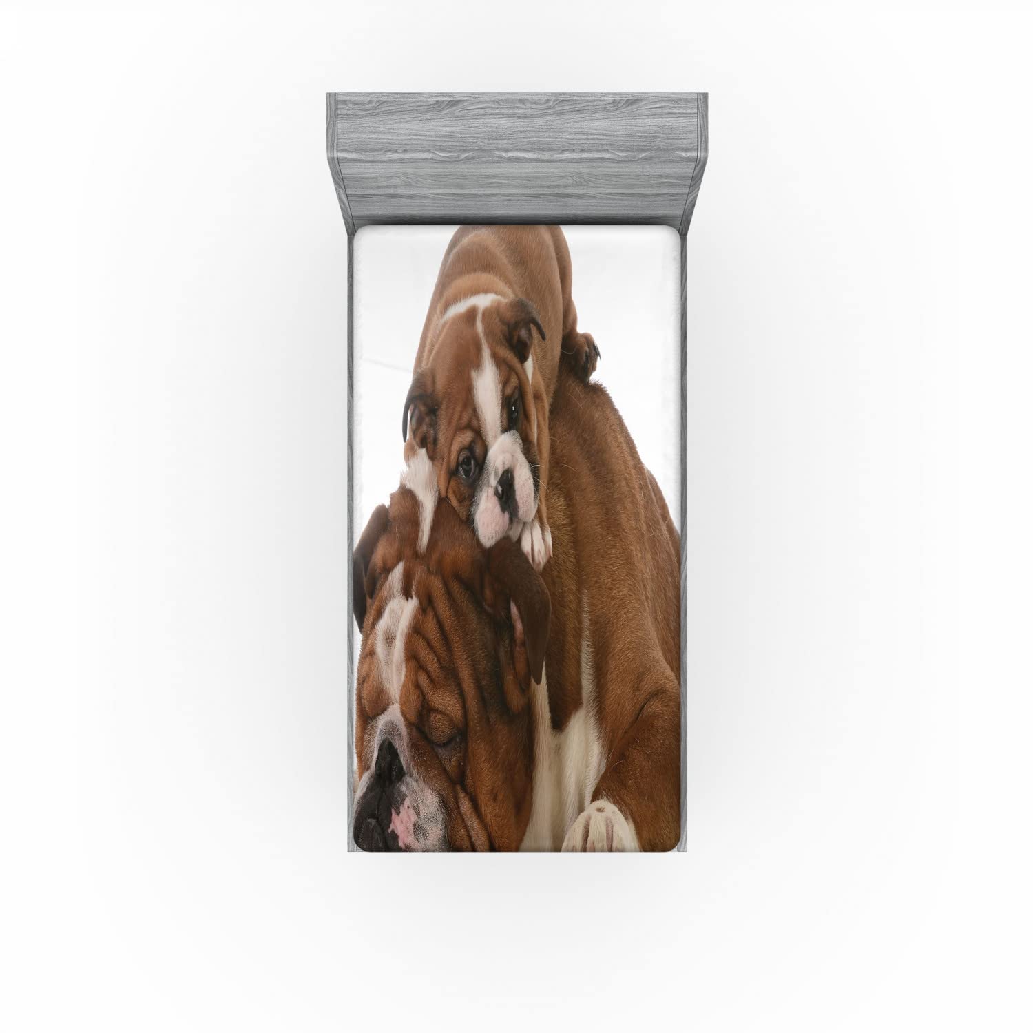 Ambesonne English Bulldog 2 Pack Fitted Sheet, Father and Son, Bed Cover All-Round Elastic Deep Pockets 2 Pieces, Package Contains 2 Twin Size Fitted Sheets, Brown and White