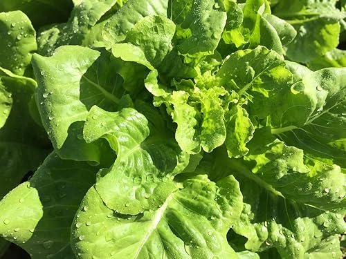 Miniatura 2 de Buttercrunch - Semillas de lechuga Butterhead para plantar, 1000 semillas tradicionales por paquete, semillas de jardín de Isla (semillas de jardín