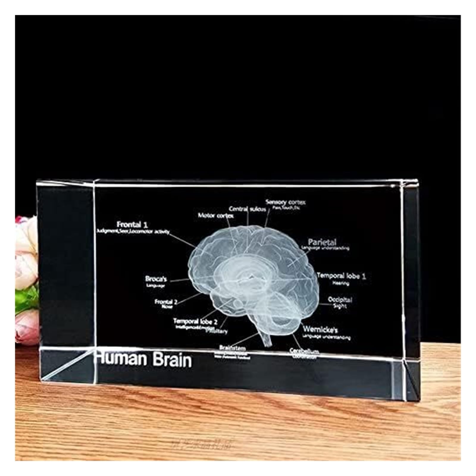 Modello anatomico, Modello 3D di Cervello Umano in Cristallo con Base LED - Strumento didattico Anatomia educativa e splendido Souvenir scientifico in cubo Vetro