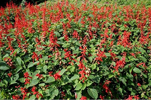 Salvia- Scarlet Sage-200 Seeds : Seeds Only