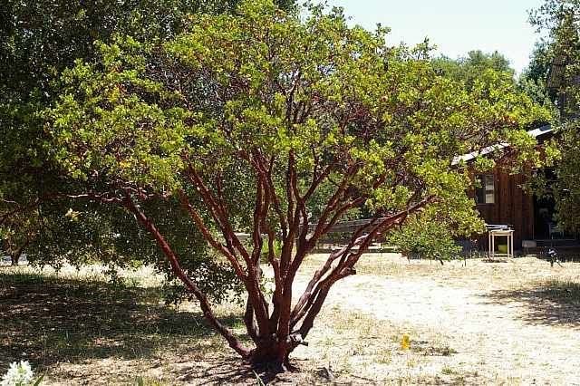 Miniatura 4 de HealinGifts Uva-ursi Pinguica Gayuba Kinnikinnick frutos secos 4oz