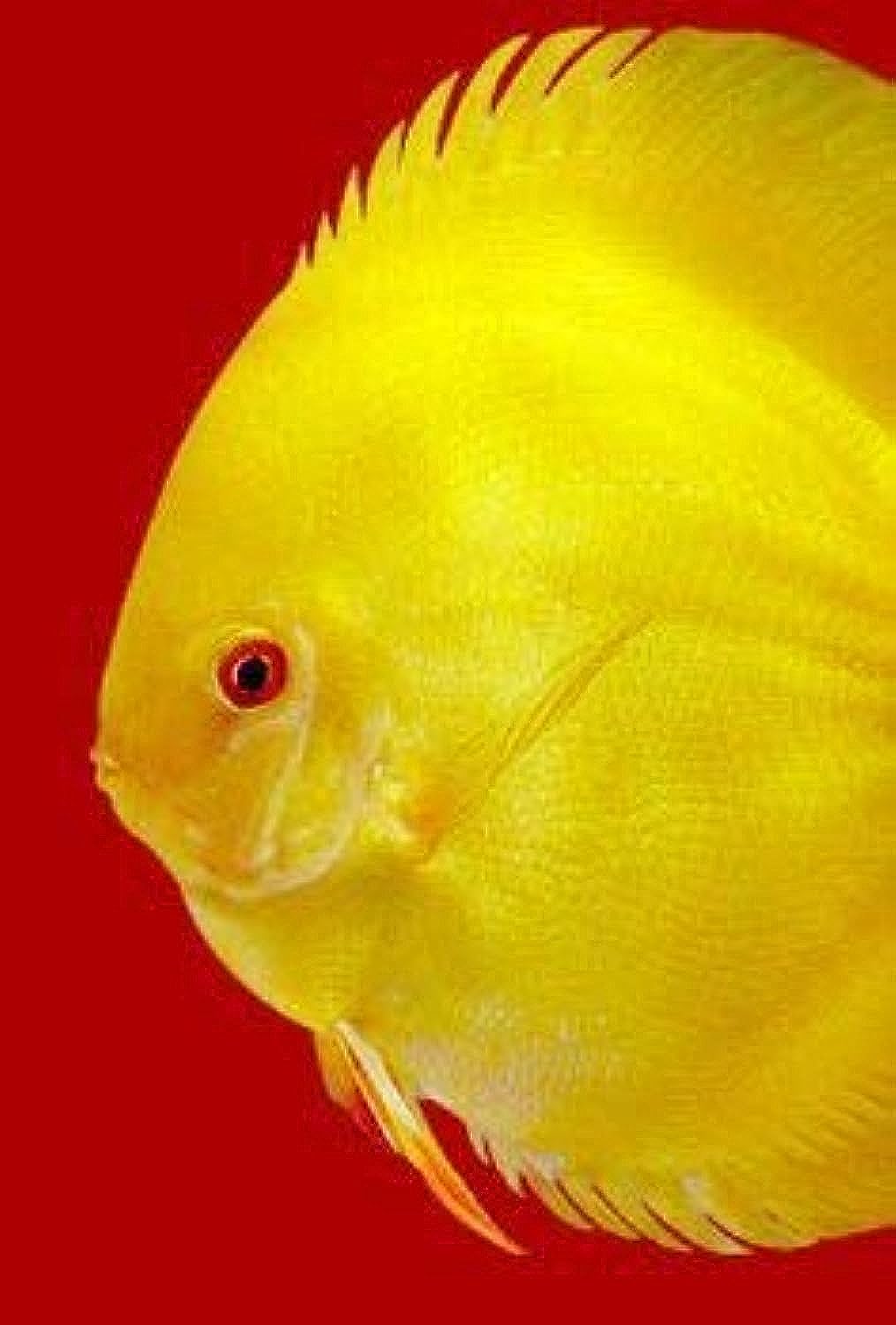 Discus Special Premium Mix Food for Fish - 95G