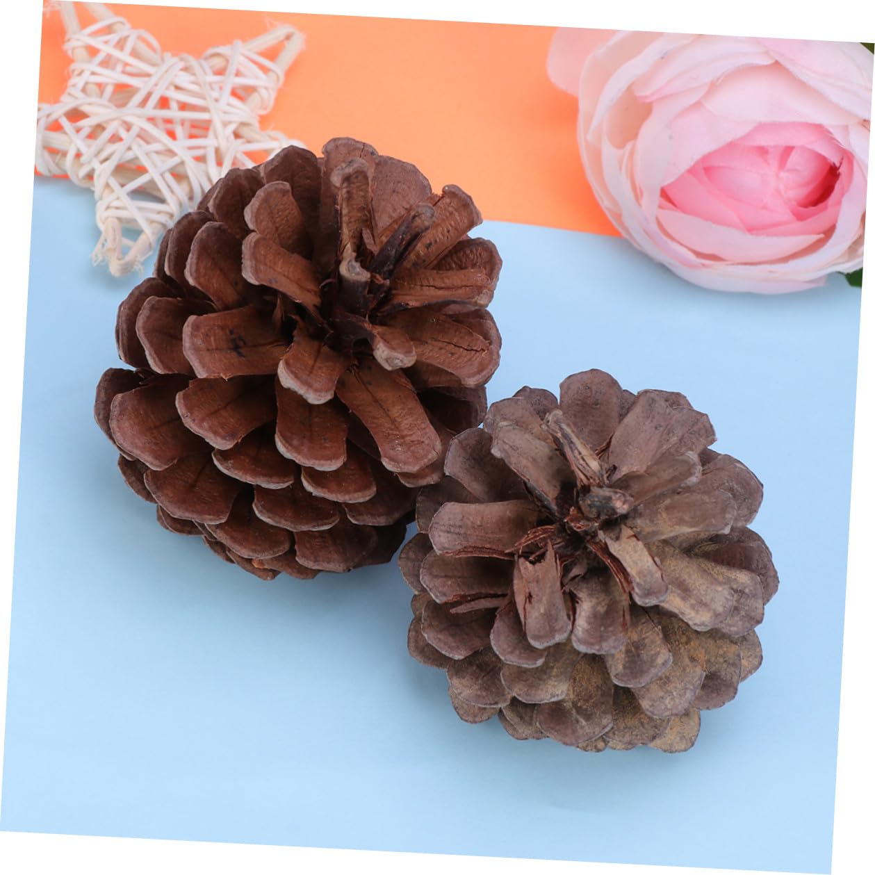 Pigne Natalizie Decorative 50 Pezzi 6-8cm in Pigne Naturali | Albero di Natale e Tavola, Uso Ripetuto, Atmosfera Festiva Invernale, Addobbi per Vetrina