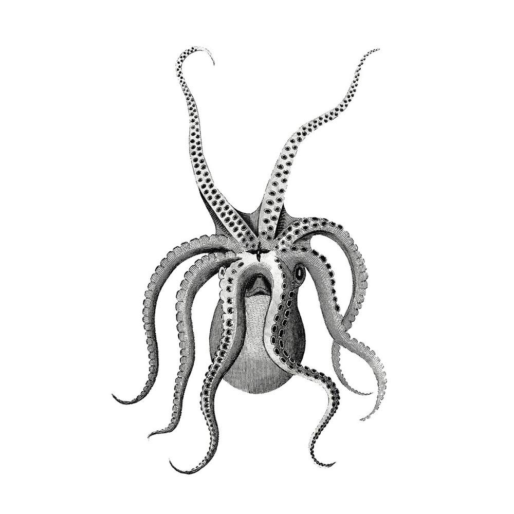 Wee Blue Coo Octopus Upside Down Illustration Art Print Poster Wall Decor 12X16 Inch