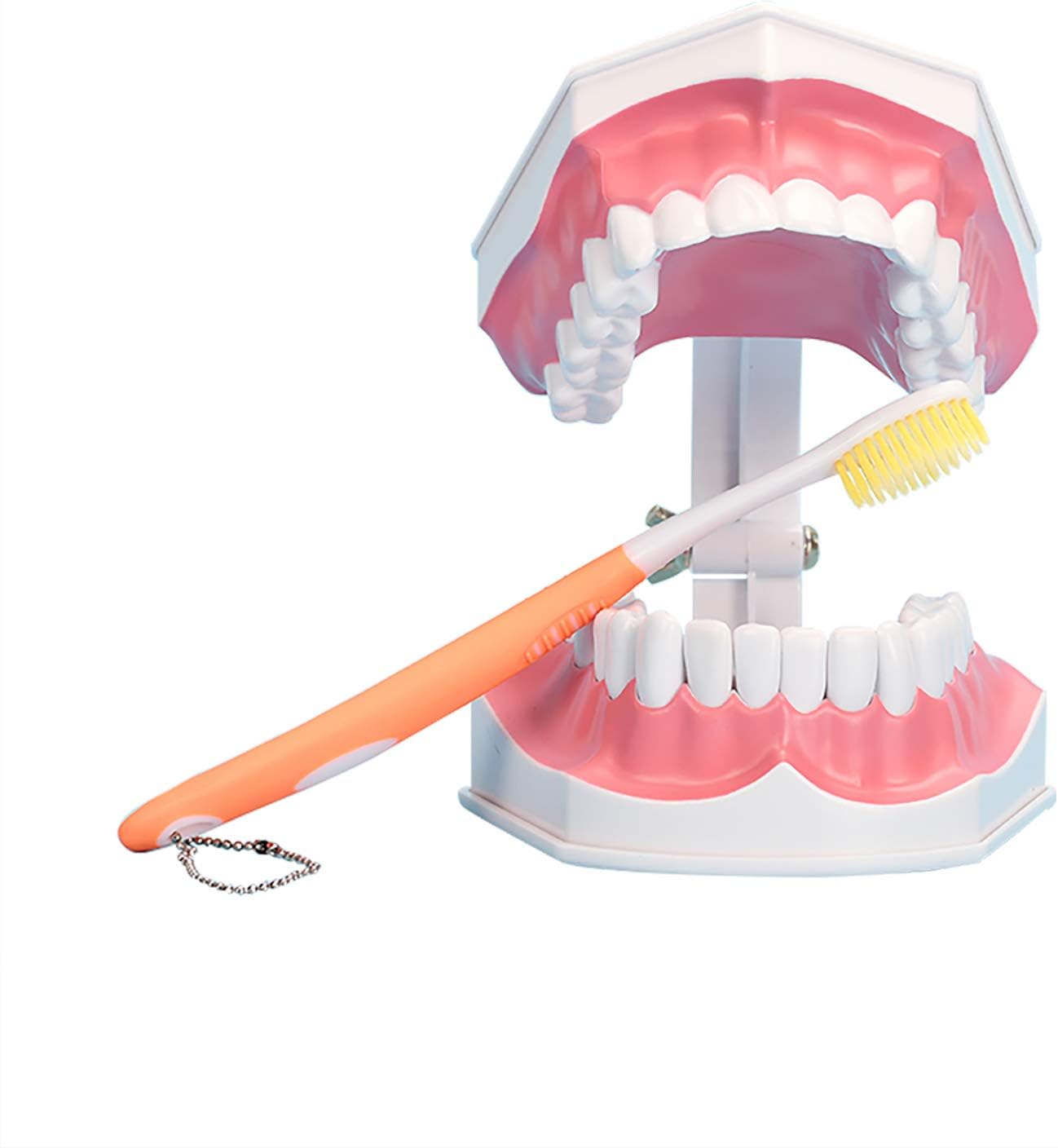 Large Dental Teeth Model,YOUYA DENTAL Teaching Study Brushing Tooth Model Tools with Toothbrush & Removable Lower Teeth for Kids Oral Care Teaching