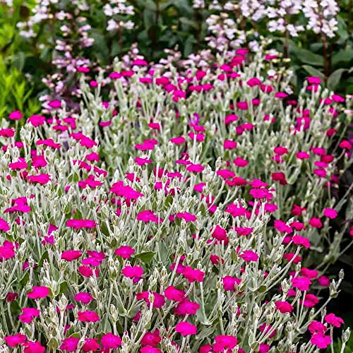 Yegaol Garden Rose Campion Seeds 200Pcs Flower Seed Lychnis Coronaria Seeds Non-Gmo Biennial Short-Lived Perennial Drought Tolerant Garden Plant #TOP5