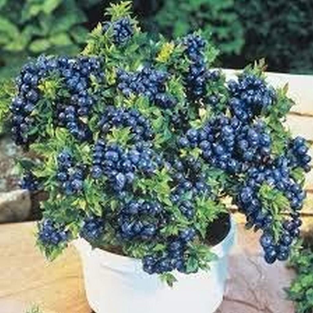 OhhSome Dwarf Blueberry Tasty Fruit Live Plant 1 Healthy (Seedling) Live Plant
