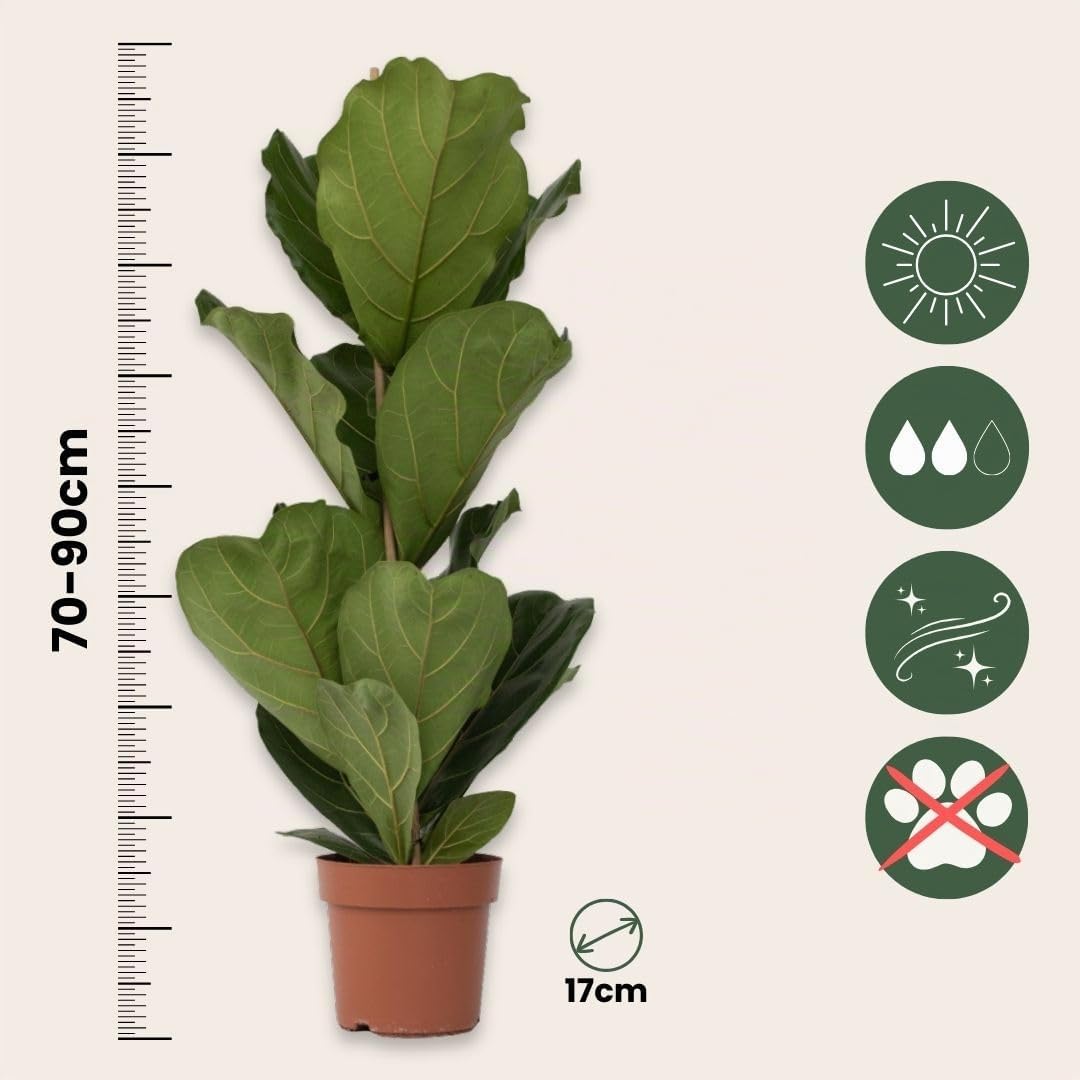 Plant in a Box - Ficus Lyrata XL 'Figuier lyre' - Pot 21cm - Hauteur 70-90cm
